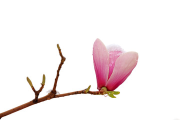 Ice covered Magnolia