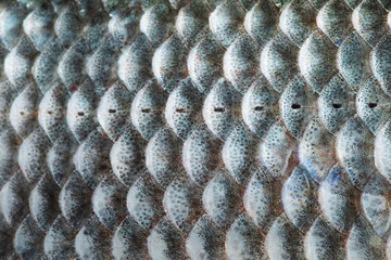 Fish scales skin textured pattern photo. Macro view Crucian carp Carassius scaly with Lateral line. Selective focus, shallow depth field. © besjunior