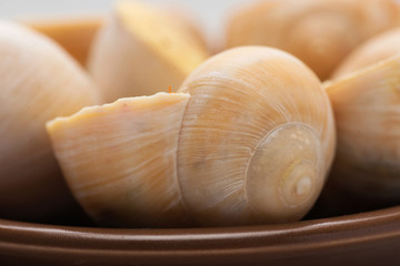still life of stuffed snail sauce, on a white background