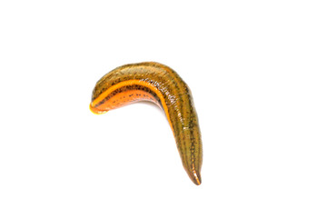 Whitmania pigra