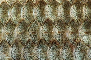 Fish scales skin textured pattern background. Macro view Crucian carp Carassius scaly with Lateral...