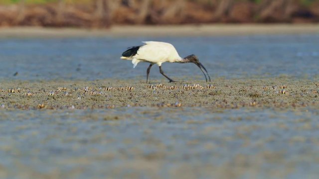 Australian Ibis  - Threskiornis moluccus black and white ibis from Australia looking for crabs during low tide. Flock of Light-blue Soldier Crabs (Mictyris longicarpus) retreats before hunting ibis.