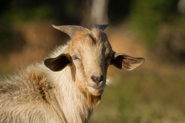 white yellowish domestic goat head in blurred natural background