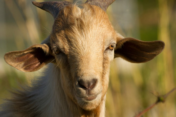 white yellowish male domestic goat head in blurred natural background frontal position