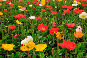 Corn poppy flowers