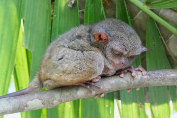 Crumpy looking tarsier with sleepy eyes before leaf, small primate, on branch in nature, Bohol,...