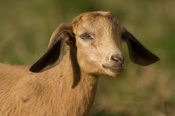 Fototapeta premium white yellowish young domestic goat head in blurred natural background