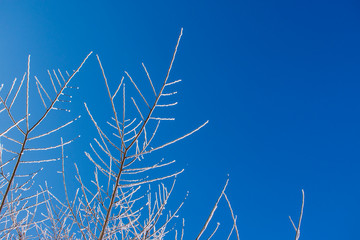 Branches are covered with ice frost. Blue sky background. Patterns of shallow ice and snow on a tree. Winter concept.