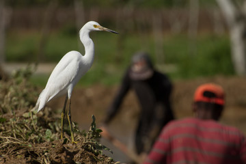 wild white egret(egretta thula) in a wet farming location in search of food