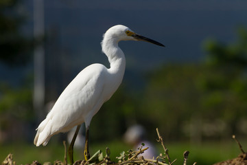 wild white egret (egretta thula) in a farming location in search of food