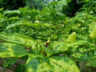 Fresh green chili with leaves in the nature background