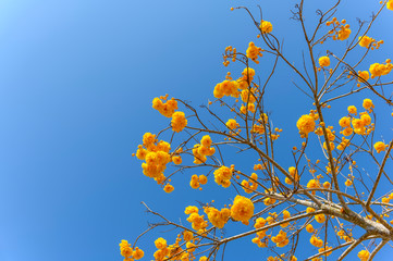 Cochlospermum regium yellow flower on blue sky background