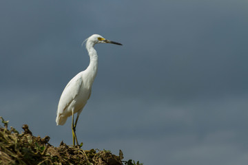 white egret (egretta thula) in a farming location with blue sky background  in search of food