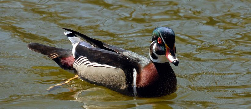 Wood duck 