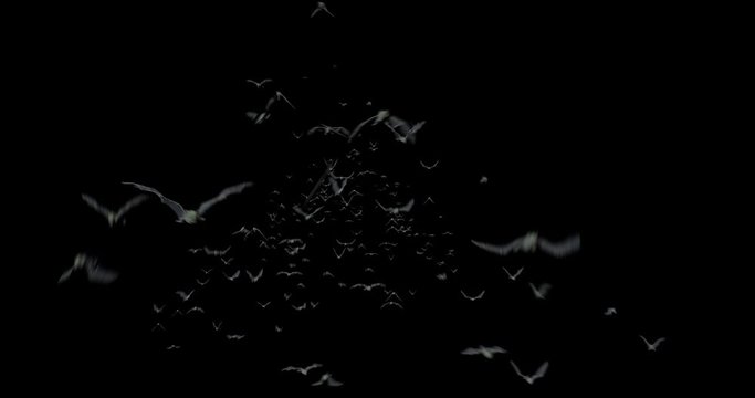 Halloween Swarm of Bats Flying towards Camera A swarm of bats appears and flies towards the camera. Add this video on top of any video to give it a realistic creepy look and feel!,Alpha channel