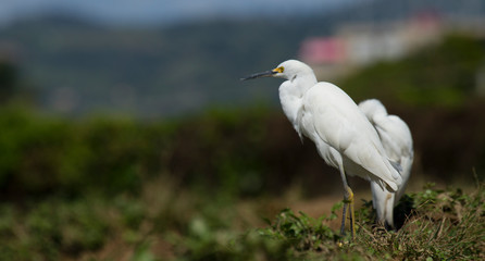 white egret (egretta thula ) in a wet farming location in search of food