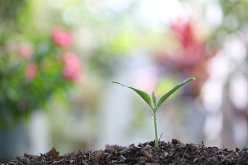 Green Growing sapping plant with dark brown solid 