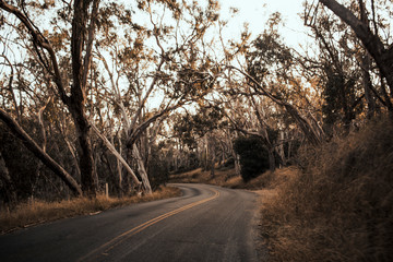 Forest Road, California, USA