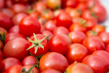 Many freshly harvested Red Cherry Tomatoes - Solanum lycopersicum in the summer sun.