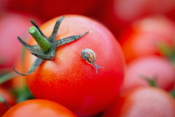 Detail of red Cherry Tomatoes - Solanum lycopersicum - with a little snail on it.