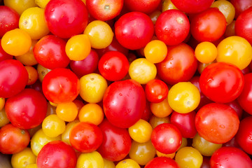 An abundance of red and yellow Cherry Tomatoes - Solanum lycopersicum - seen from above in the summer sun.