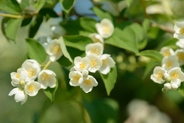 Naklejka na ściany i meble Close up of white jasmine flowers in a garden. Flowering jasmine bush in sunny summer day. Nature background.