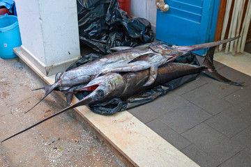 Some swordfish caught and resting on the threshold of a fisherman's house.