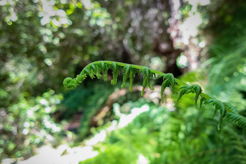  photographs of macro leaves in nature