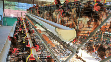 The chickens feed on the farm 