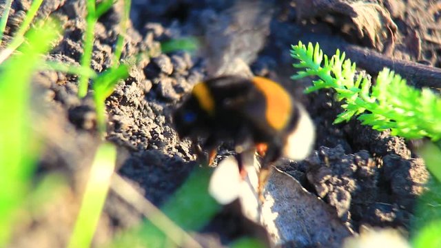 Bumblebee digs in the ground and digs a hole for himself
