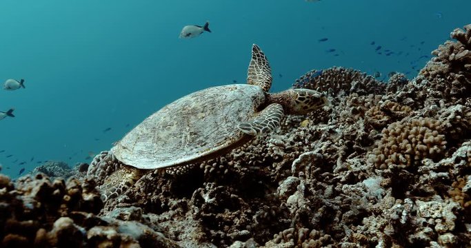 Beautiful turtle swims in the Pacific Ocean. Underwater marine life with beautiful turtle close-up in the sea. Tropical reptile near coral reef. Diving in the clear water - biodiversity, environment i