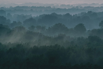Mystical view from top on forest under haze at early morning. Mist among layers from tree...