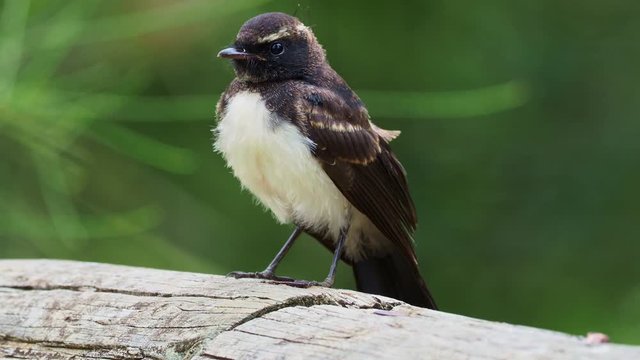 Willie-wagtail - Rhipidura leucophrys - black and white young australian bird, Australia, Tasmania. Singing and looking around.