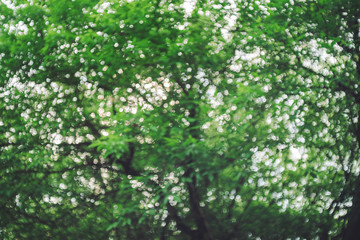 Fototapeta na wymiar Bokeh of vivid leaves of trees in sunlight. Natural green background. Blurred rich greenery with copy space. Abstract texture of defocused lush foliage in sunny day. Backdrop of scenic nature in blur.