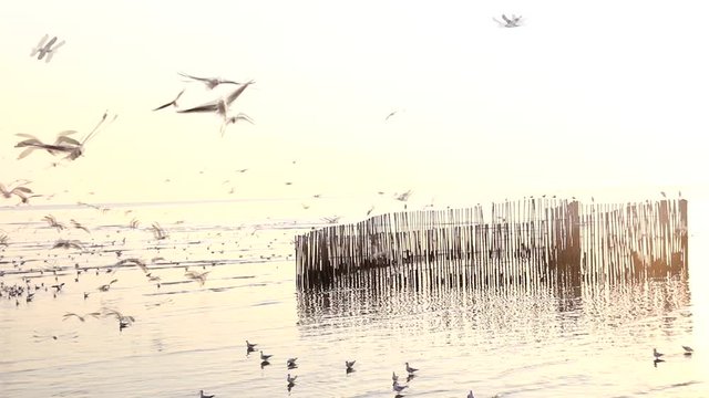 Segull Flying in the Sky