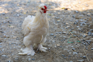 The white  Silky Chicken walking in garden at thailand