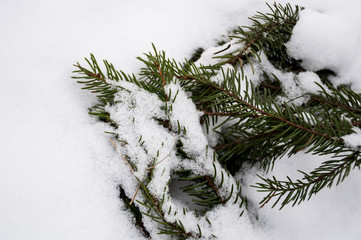 fir tree branches on white snow background