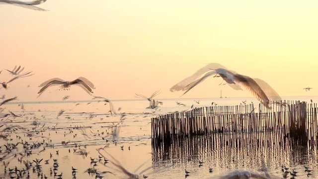 Segull Flying in the Sky