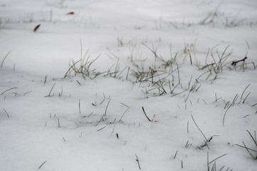 Fototapeta na wymiar green grass in the white snow