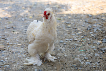 The white  Silky Chicken walking in garden at thailand