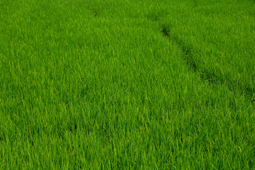 The green baby rice field in thailand for rice background