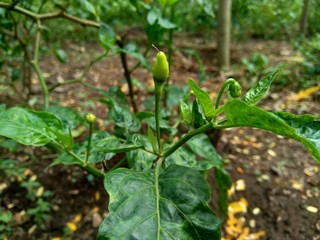 Fresh green chili with leaves in the nature background