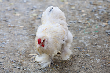 The white  Silky Chicken walking in garden at thailand
