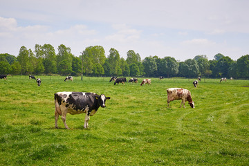 Holstein Cows Grazing On A Green Meadow