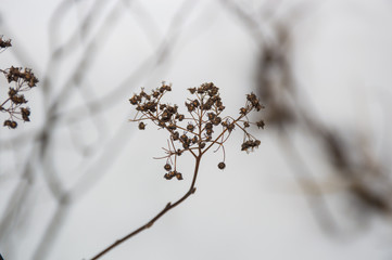 dry grass in winter background