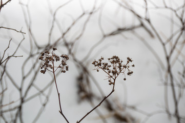 dry grass in winter background