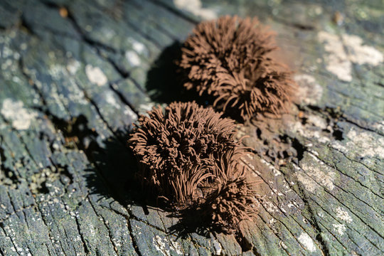 Stemonitis like  hedgehog or pile of carpet. Stemonitis, known as tube slime mold on grey old oak wood. Original brown abstract motif for nature or ecology theme. Selective focus