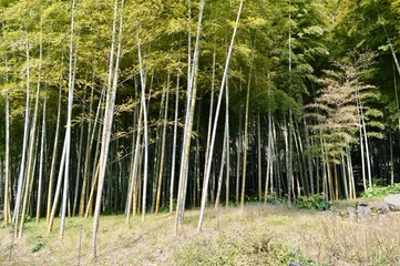 綺麗な竹林