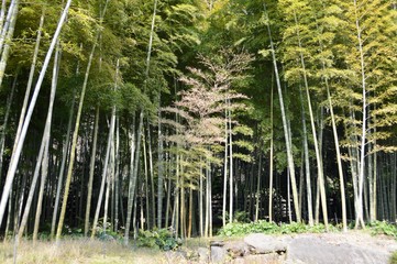 Fototapeta na wymiar 綺麗な竹林