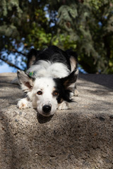 Skadi  border-collie park